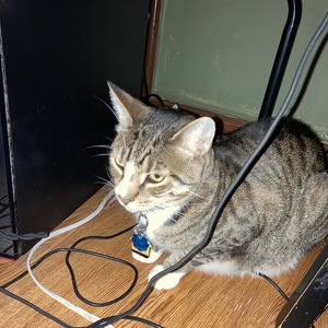 Fundraising Page: Nazia Shaheed